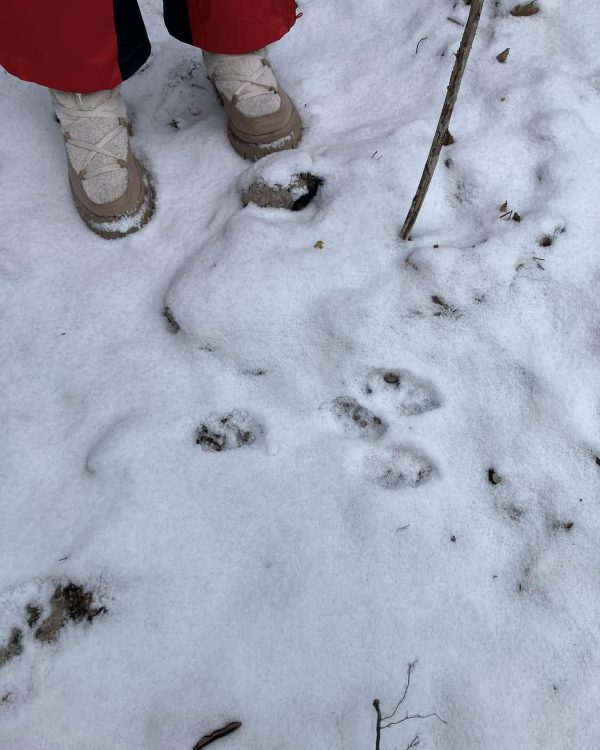 Cztery pory roku w lesie